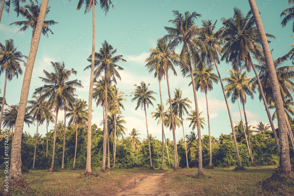 Fototapeta premium Beautiful coconut palm tree farm - vintage tone
