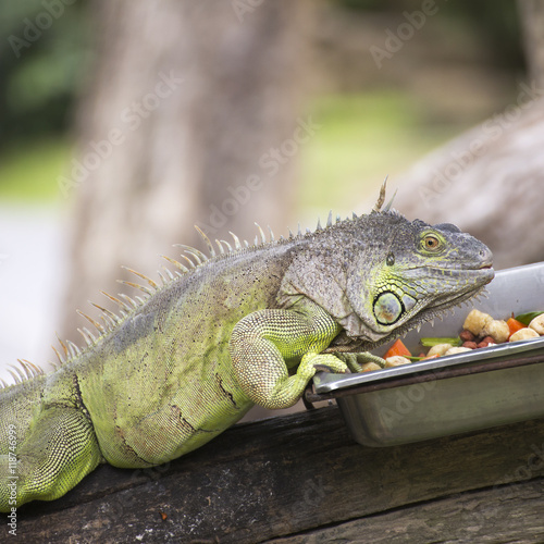Wallpaper Mural Close up Iguana Torontodigital.ca