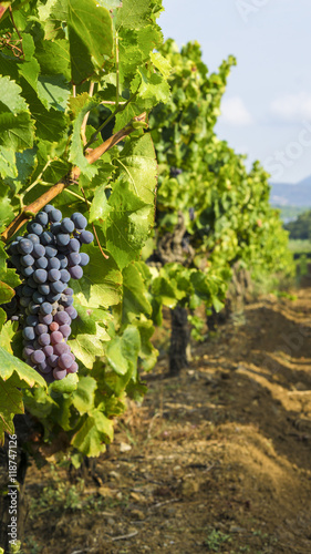 Grapes in the vineyard