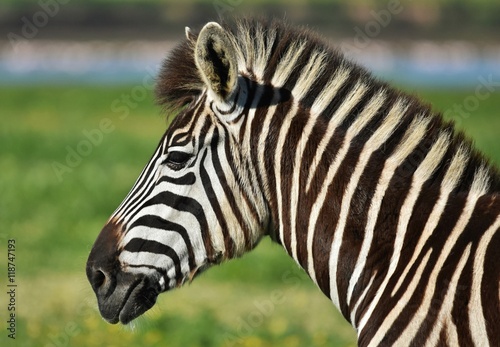 Close up of a Zebra on a green meadow © lehmannw