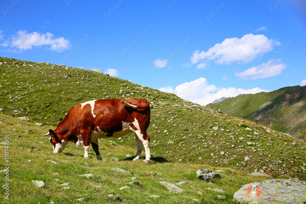 cow in mountain