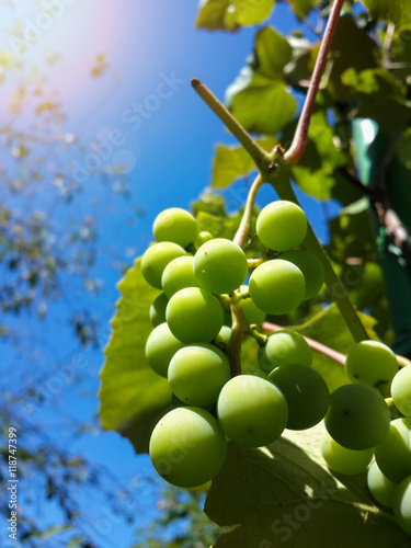 Beautiful bunch of tasty green grapes/Beautiful bunch of tasty green grapes