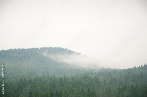 thick morning fog in the summer forest.