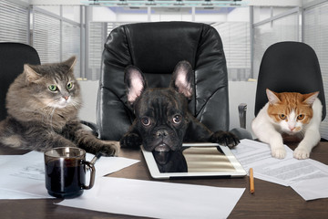 Businessmen in office. Dog head and cat - employees, managers. Different characters personality. The concept of career growth, business, humor, advice, pet products