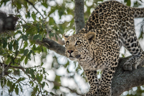 A Leopard in a tree in the Kruger. © simoneemanphoto