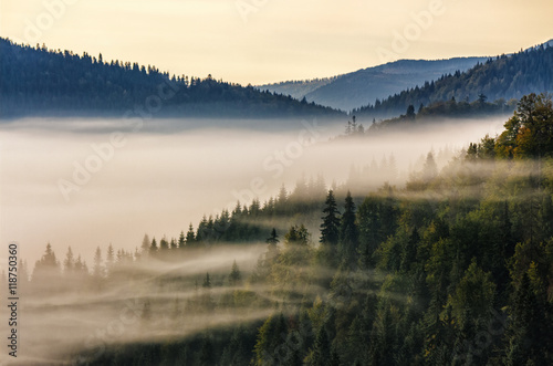 spruce forest on mountain hill side in fog on sunrise