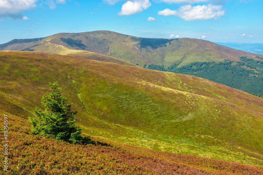 Fototapeta premium spruce tree on a hillside meadow in high mountains on a summer day