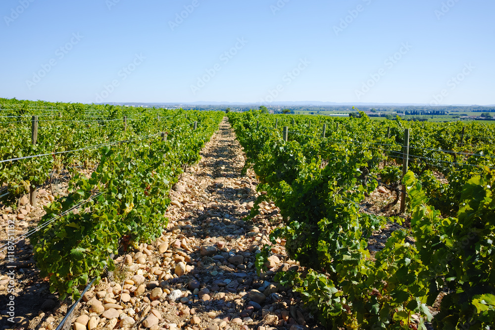 Obraz premium Vineyards in chateau, Chateauneuf-du-Pape, France
