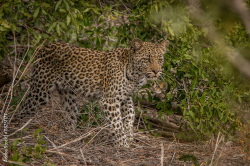 A young Leopard on the look out in the Kruger.