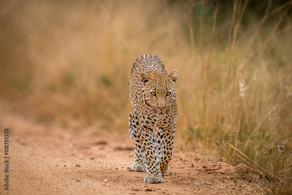 Fototapeta premium A Leopard walking towards the camera in the Kruger.