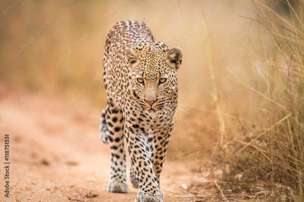 Naklejka premium A Leopard walking towards the camera in the Kruger.