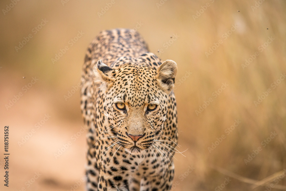 Naklejka premium A Leopard walking towards the camera in the Kruger.