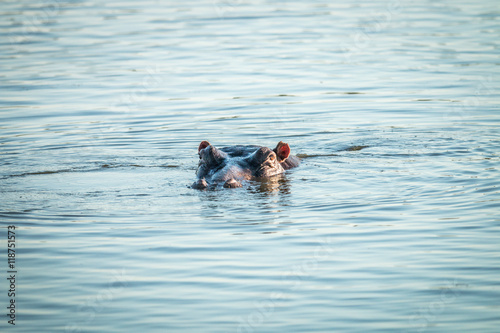 A hippo peaking out of the water in the Kruger.