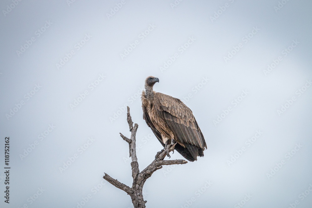White-backed vulture sitting on a branch in the Kruger. White-backed vulture sitting on a branch in the Kruger.