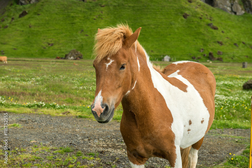 Icelandic horses