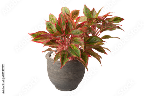 aglaonema in flower pot