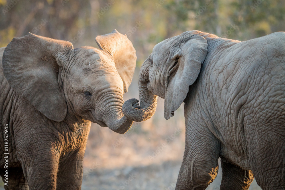 Fototapeta premium Elephants playing in the Kruger.