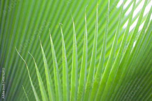 Texture of Green palm Leaf