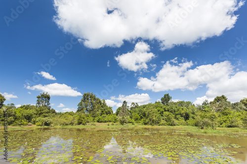 Karura Forest in Nairobi, Kenya with deep blue sky photo