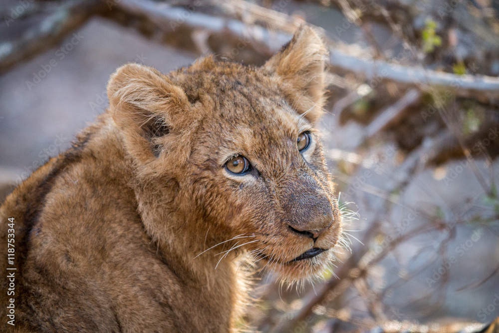 Fototapeta premium Starring Lion cub in the Kruger.
