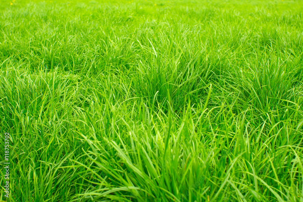 Green grass closeup Green grass closeup