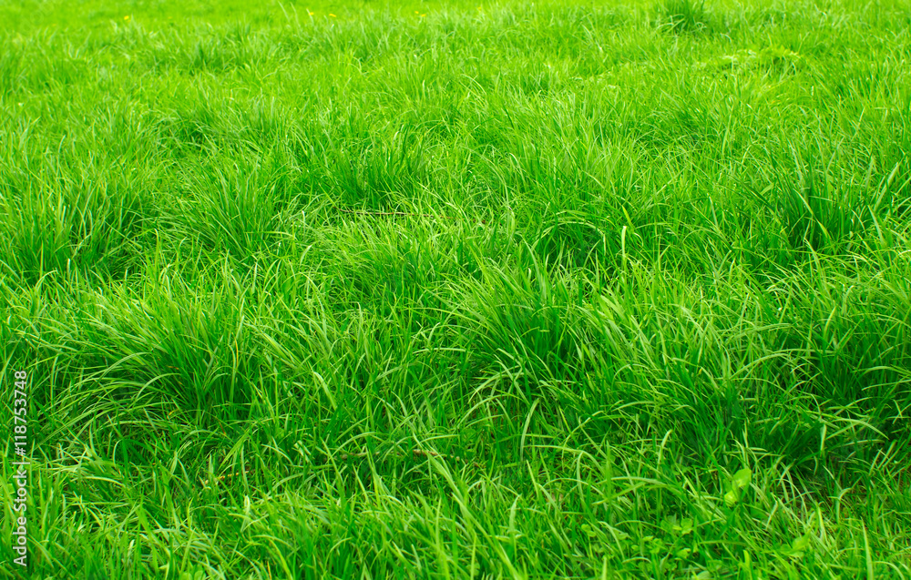 Green grass in the Park Green grass in the Park