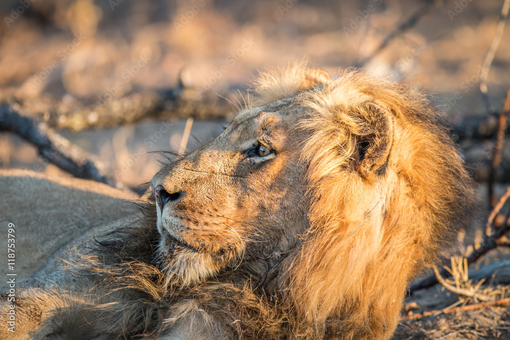 Naklejka premium Side profile of a male Lion in the Kruger.