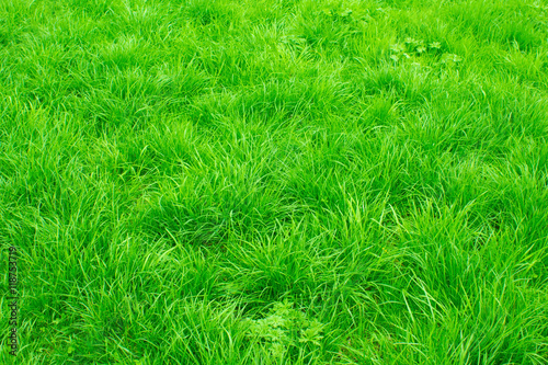 Green grass.