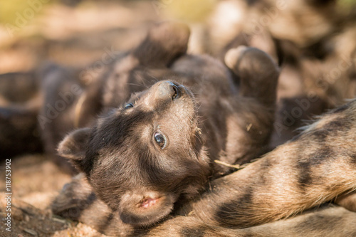 Spotted hyena pup in the Kruger National Park.