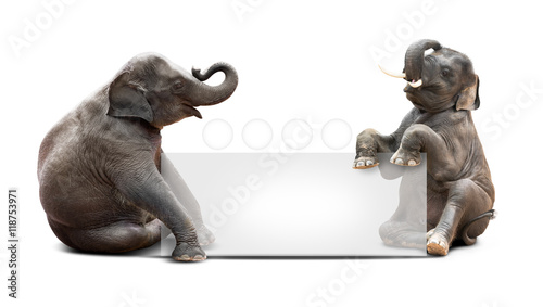 Elephant and banner © fotoslaz