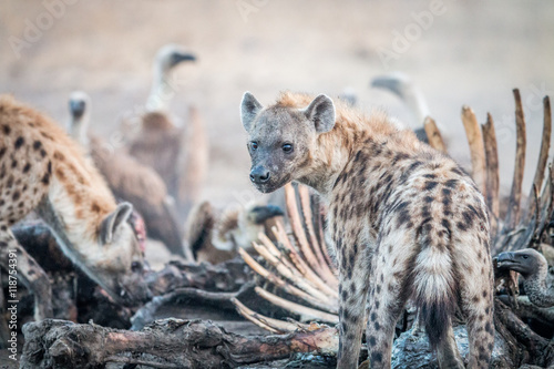 Fotografija Spotted hyena on a carcass with Vultures.