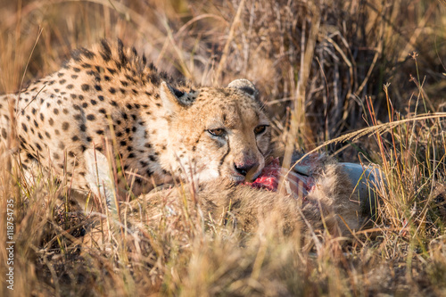 Cheetah eating a common reedbuck in the Kruger. photo