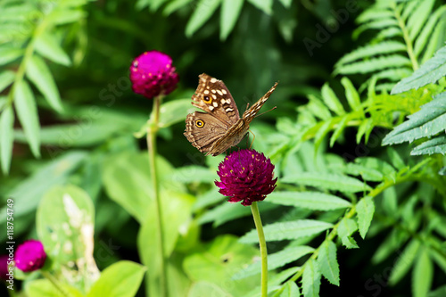 butterfly and pink flowers in garden photo