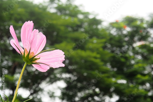 beautiful  flowers closeup