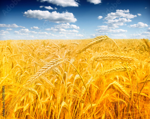 Wheat field against a blue sky