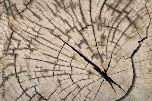 Cross section of tree trunk showing growth rings