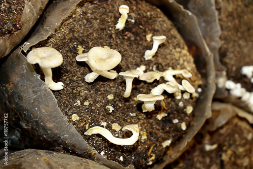 white mushrooms in farm photo