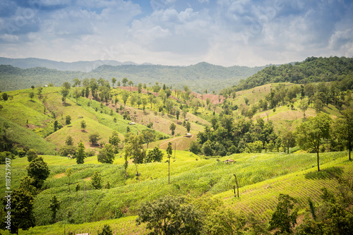 Amazing wild nature view of mountain forest landscape on sunligh