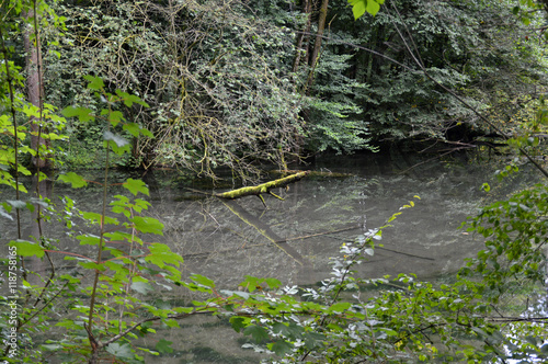 River through forest