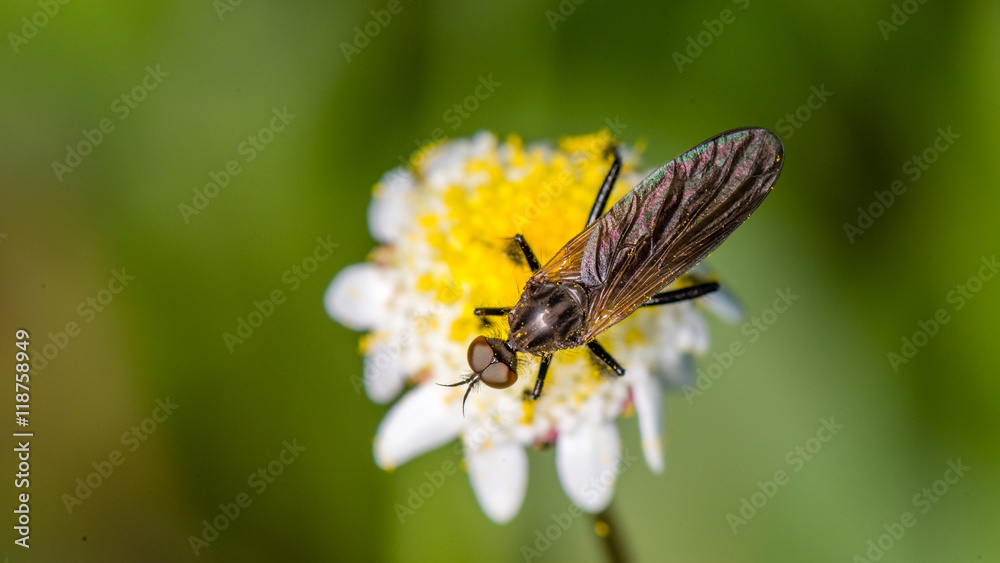 Robber Fly on tiny flower Robber Fly on tiny flower