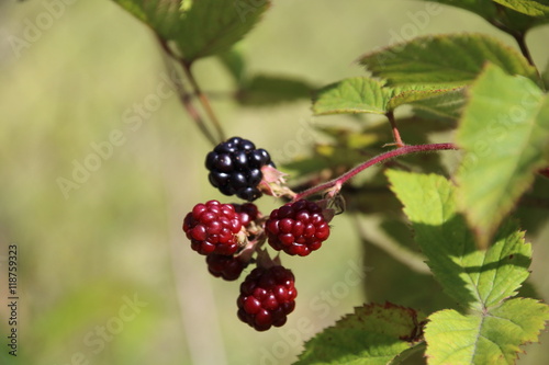 blackberry Branch