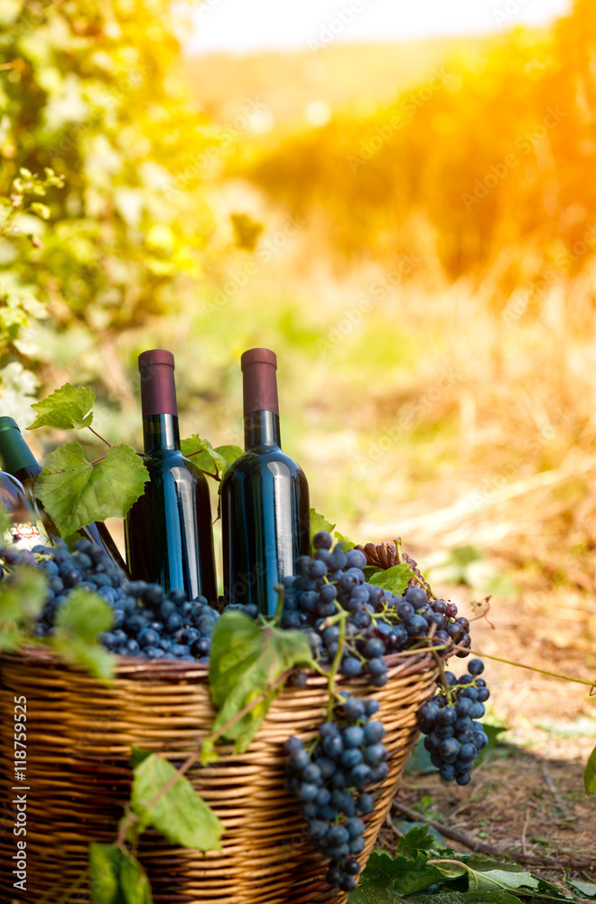 wine bottles in vineyard