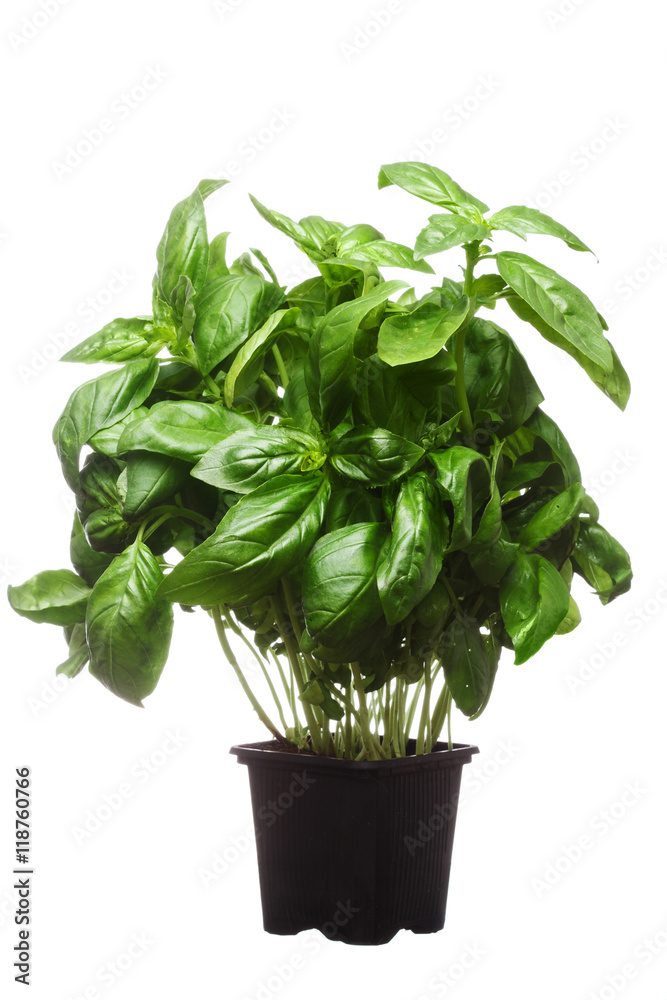 pot of a fresh basil plant on white background pot of a fresh basil plant on white background