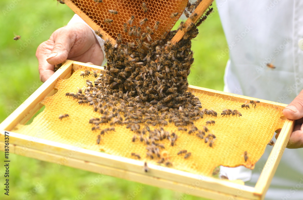 pszczoły na plastrze miodu - obrazy, fototapety, plakaty 