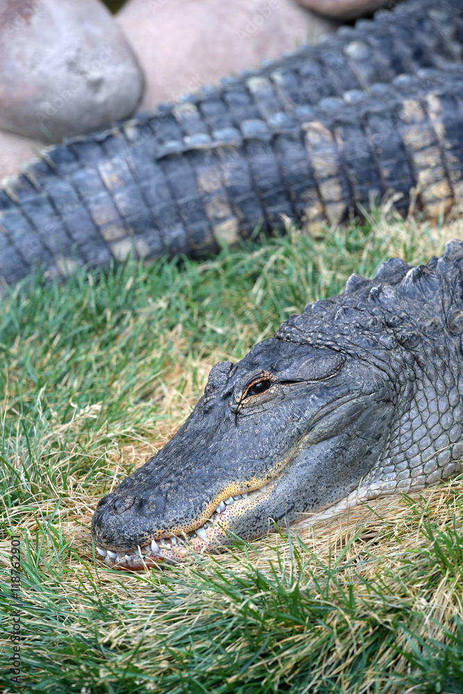 Obraz premium Aligator amerykański