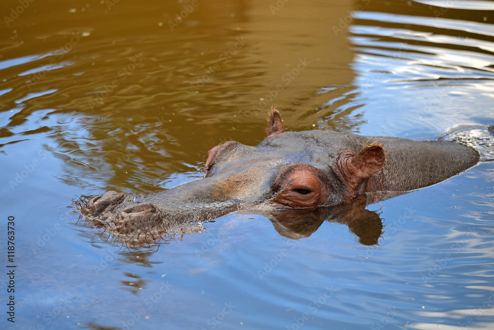 Fototapeta premium Hippopotamus In the Water