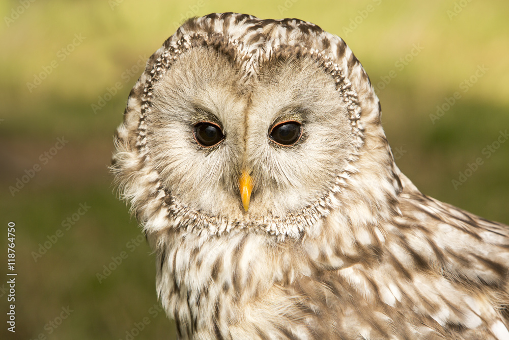 Fototapeta premium Oeraluil is alert.