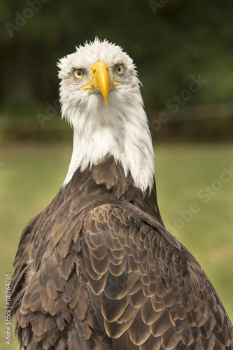 Portret volwassen Amerikaanse zeearend.