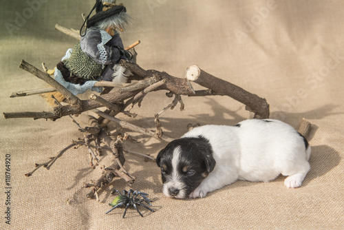 Fototapeta Naklejka Na Ścianę i Meble -  Jack Russell puppy with witch and spider - ready for halloween 