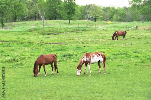 Four Horses